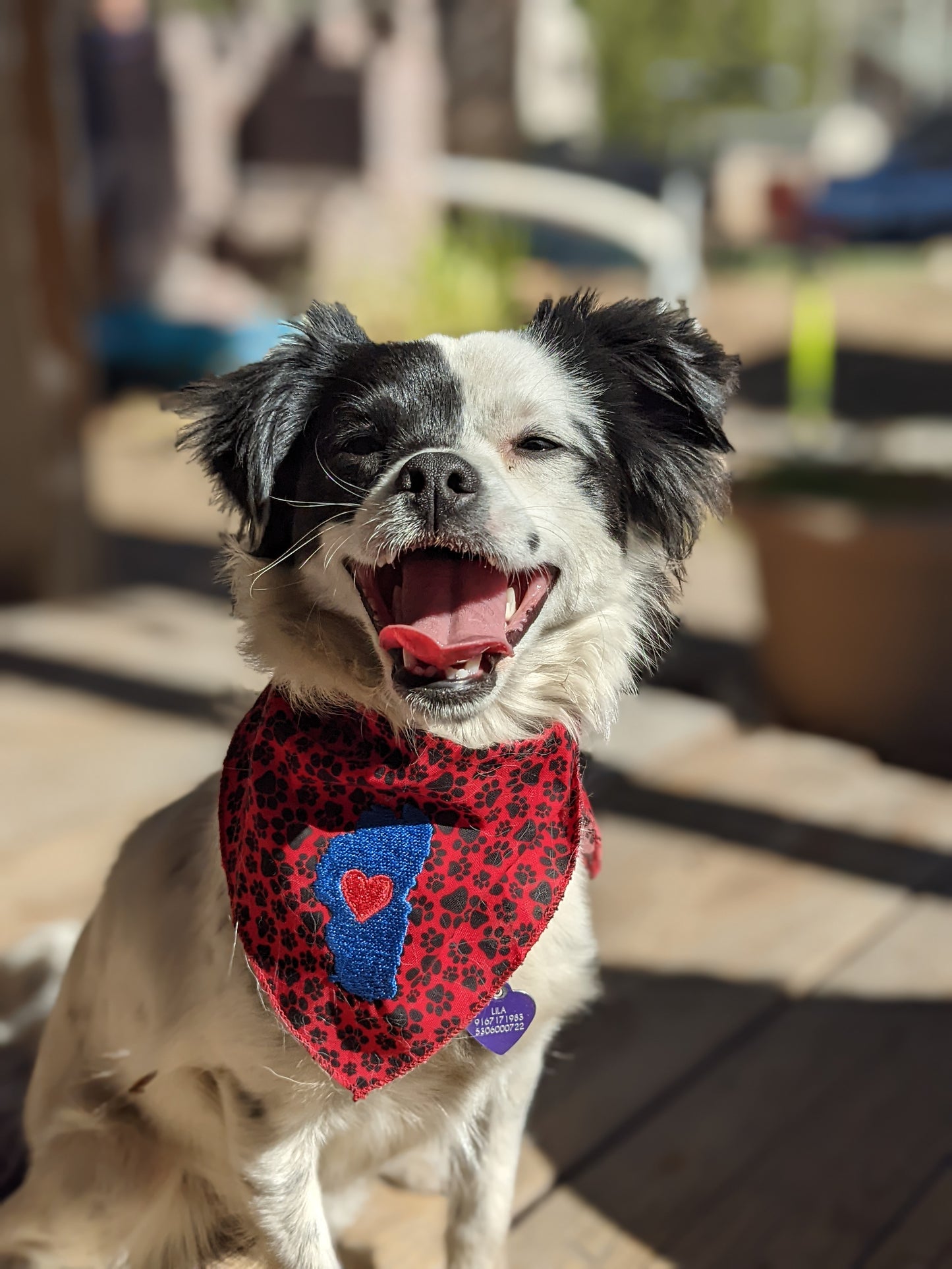 Pet Bandana